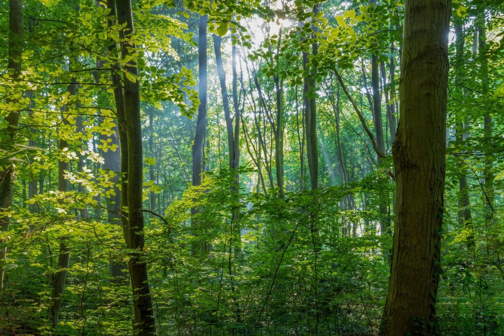 Photo of a forest